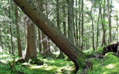 Podd om skogsskador och kartläggningstekniker