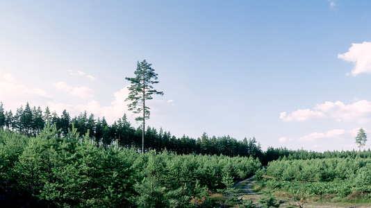 Mera tall, foto Skogsstyrelsen