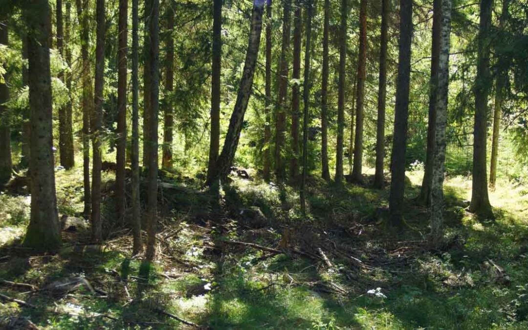 Klimatanpassning för dig som arbetar med skogen (2 dagar)