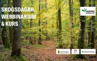 Det händer mycket i skogen