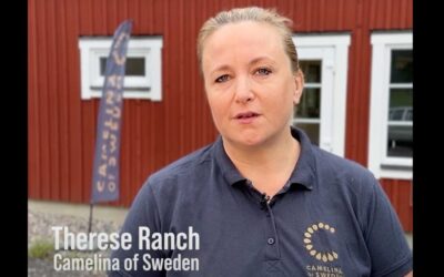 Camelina of Sweden – deltagare i Tillväxtkraft