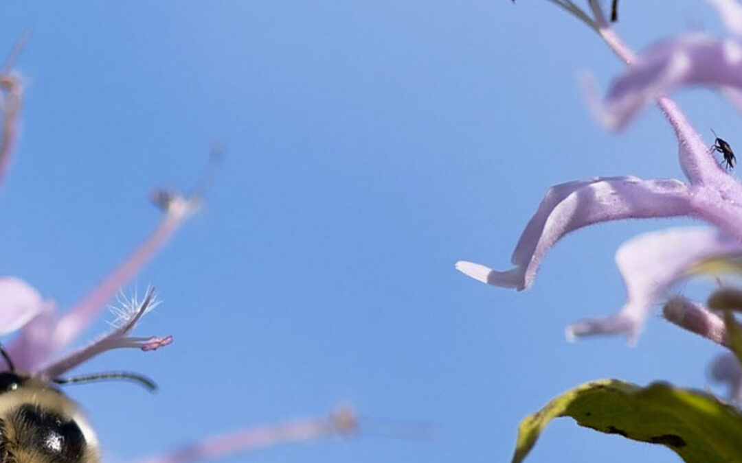 Pollinatörer och pollination i jordbrukslandskapet – vad vet vi och vad kan vi göra?