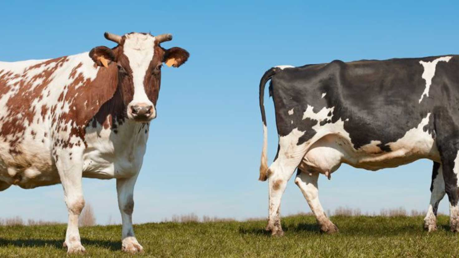 Individuella kalvningsintervall