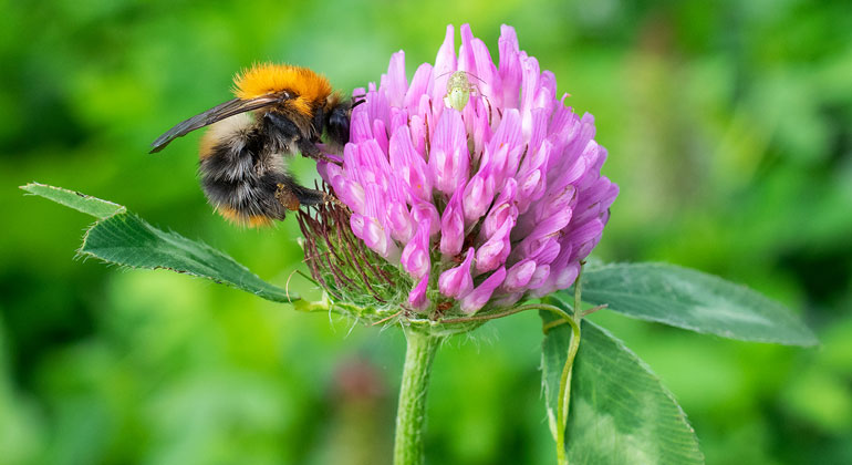 Digital kurs om pollinering