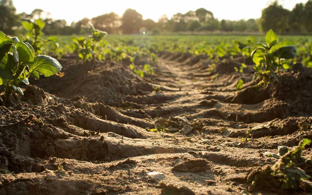 Solutions for alternative weed control