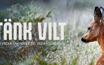 Viltfodervecka och viltfoderexkursioner i augusti