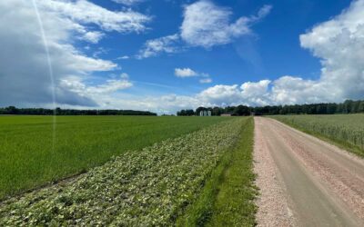 Blomremsan i juni, delmoment i fältstudie biologisk mångfald