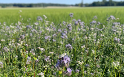 Blomremsan blommar och insekterna är där