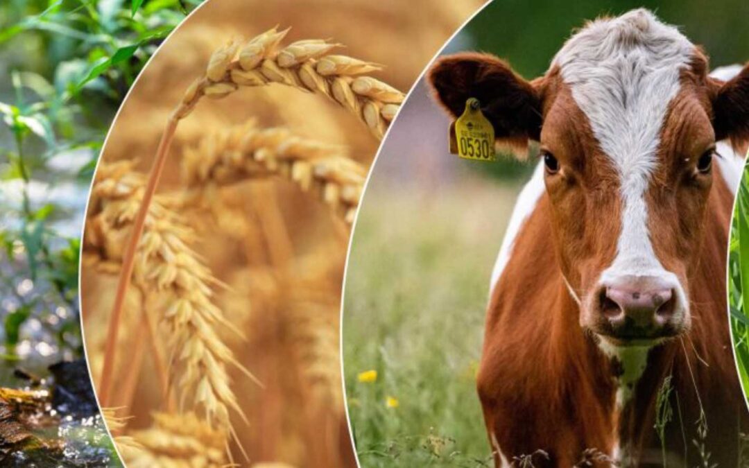 Lantbruksforskningsdagen