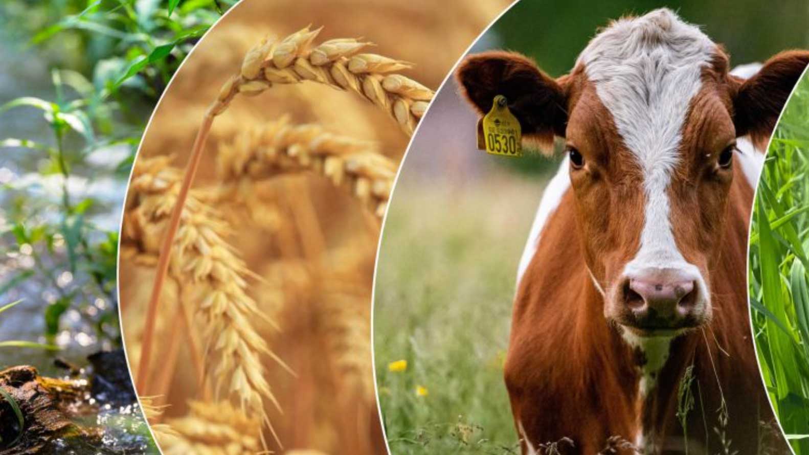 Lantbruksforskningsdagen