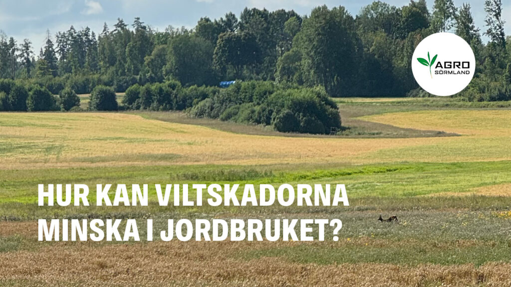 Hur kan viltskadorna minska i jordbruket?