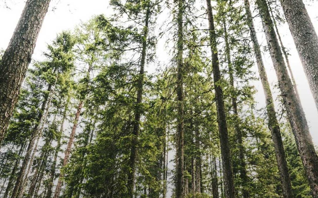 I samma skogslandskap