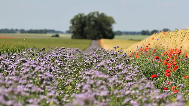 Samverkansträff Sörmlands artrika slättbygd