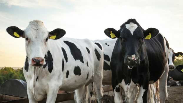 Webbinarium: Hur går en djurskyddskontroll till?