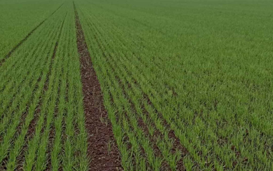 Rätt gödselgiva till dina höstsådda grödor