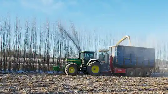 Visning av två skördesystem, Salixodling