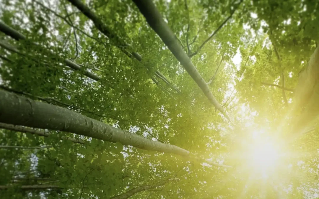 Konkurrensen om skogsråvaran – framtidsscenarior