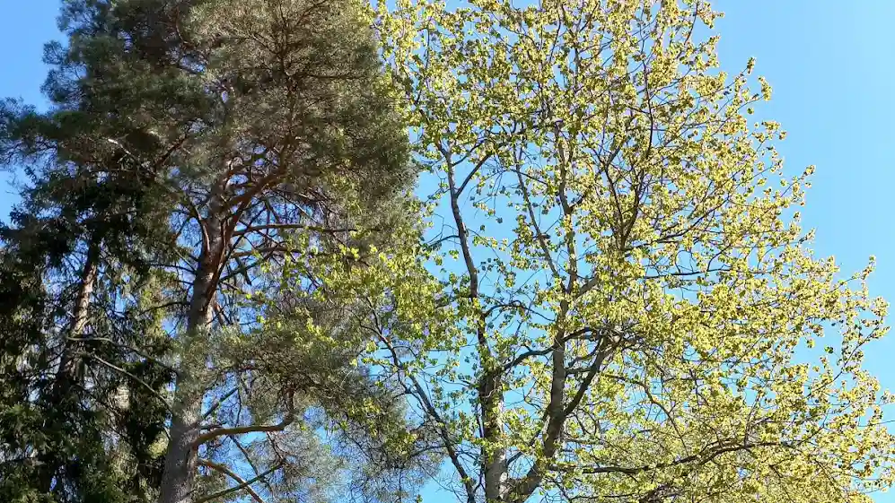 Referensgruppsmöte Regionalt skogsprogram i Sörmland