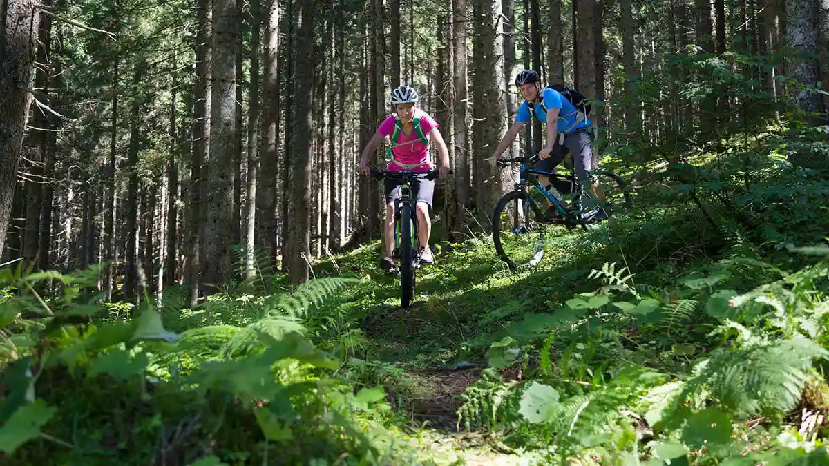 Kommunskogsdagarna 2025, Bild: Mostphoto