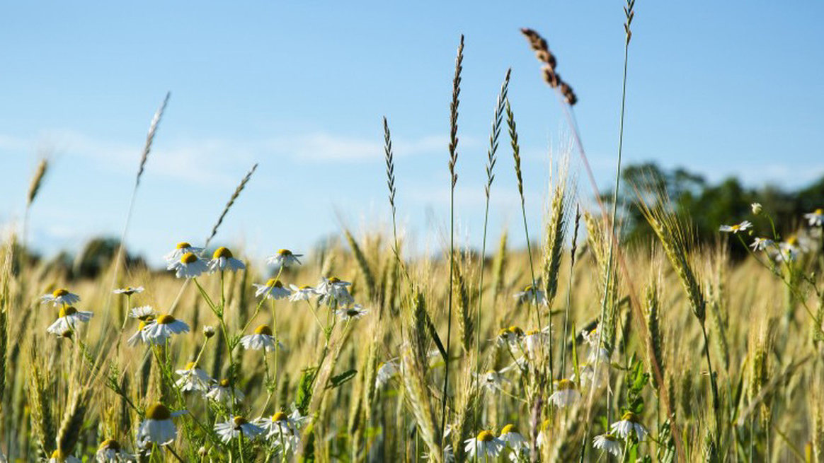 Studieresa ekologisk växtodling Sörmland
