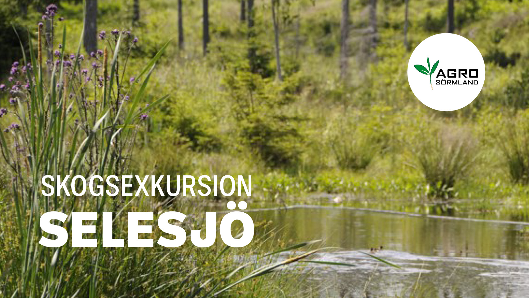Viltvatten på Selesjö. Foto: Ulrika Lagerlöf