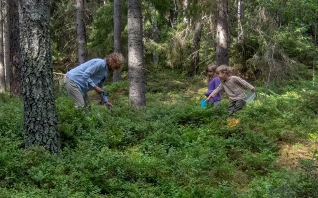 Skog för rekreation och välbefinnande – skogsexkursion i Stockholm med omnejd