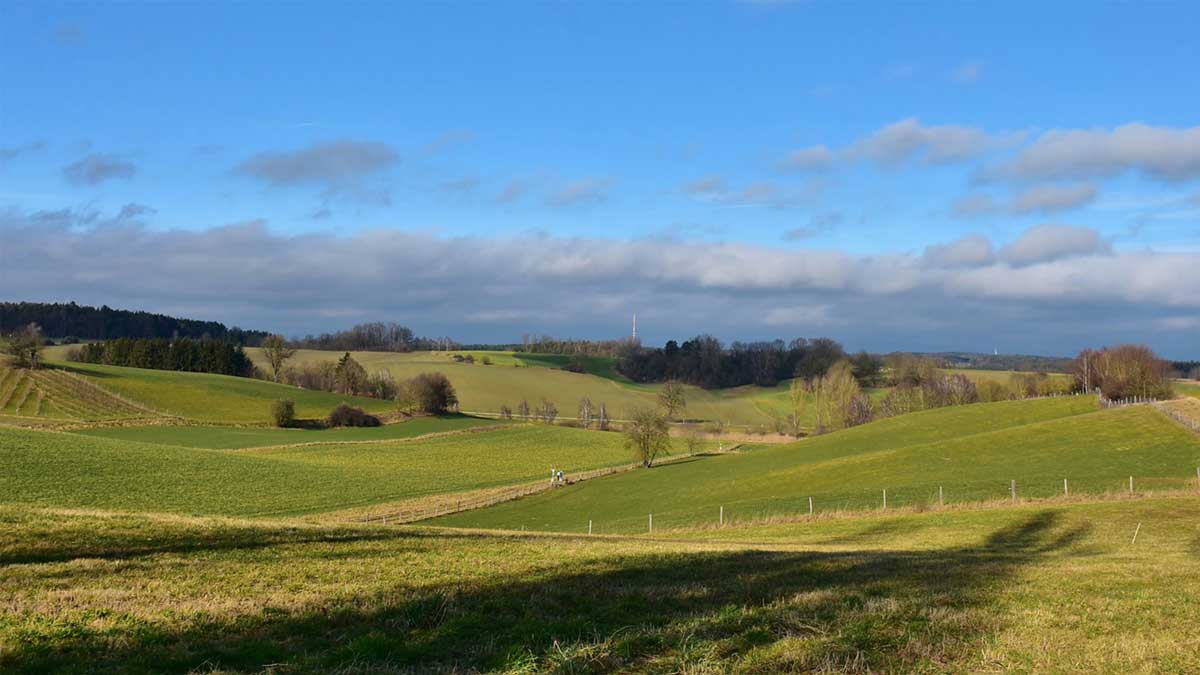Minskar fleråriga gräsmarker utsläppen av växthusgaser från organogen jordbruksmark?