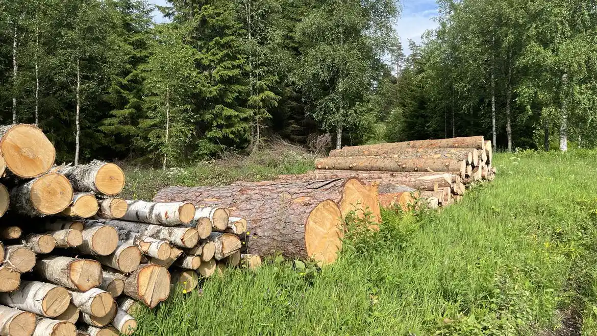 Skogsdag med maskiner i skogen