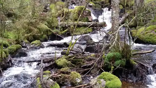 Bäckar, kantzoner och våtmarker - naturvårdande skötsel och restaurering