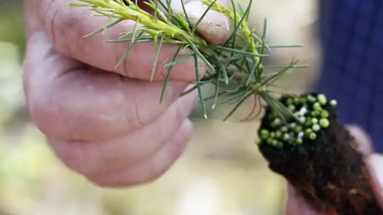 Skogsdag om föryngring på Larslunds fröplantage