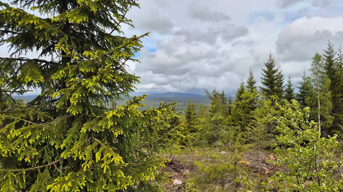 Hållbarhetsrapportering i skogsbranschen, foto Malin Juter