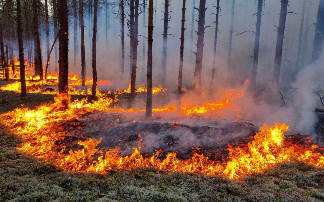 Måste Sverige lära sig att leva med alltmer intensiva skogsbränder?
