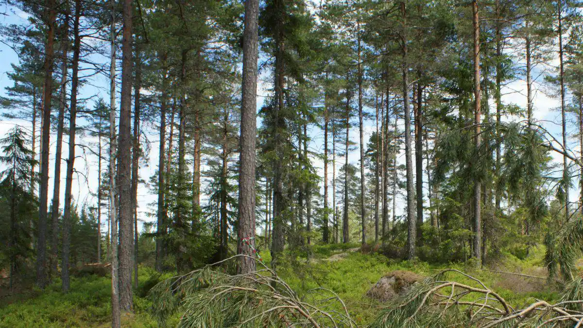 webbserie Hyggesfritt skogsbruk foto Bertil Öster