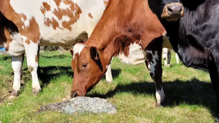 Nyttja naturbetet på rätt sätt