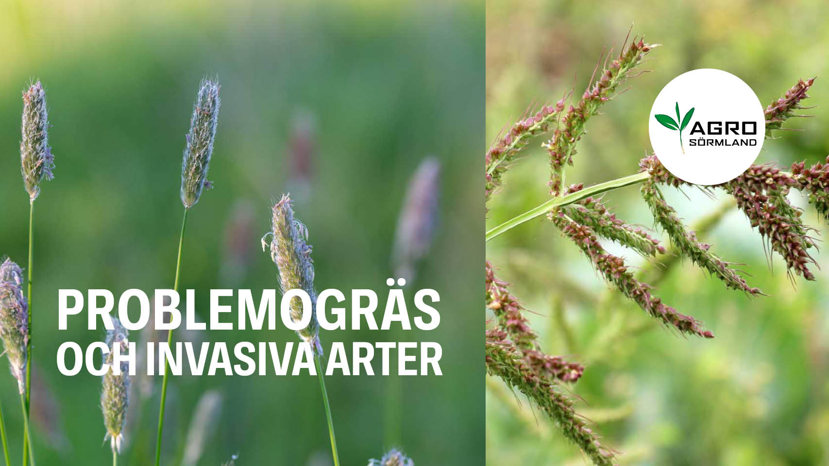 problemogräs och invasiva arter