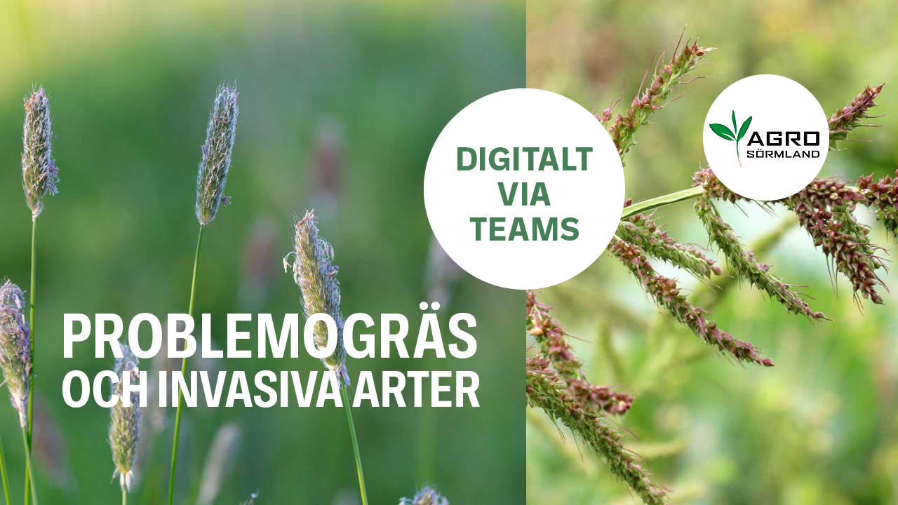 problemogräs DIGITALT