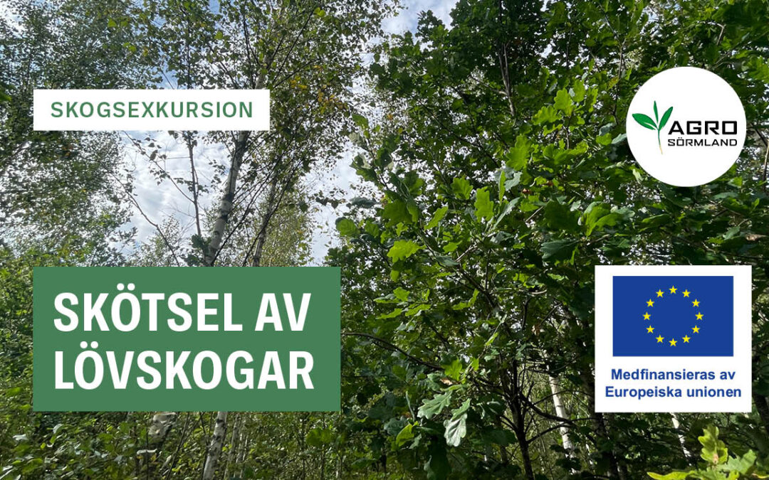 Skötsel av lövskogar