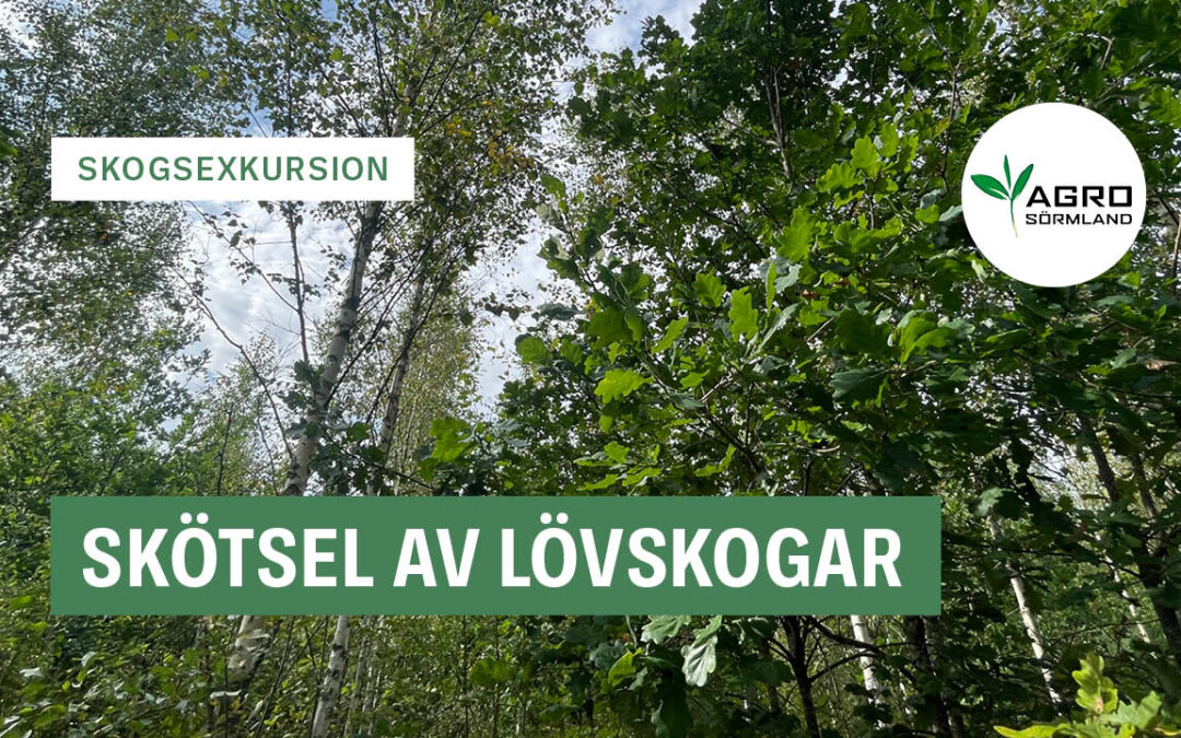 Skötsel av lövskogar