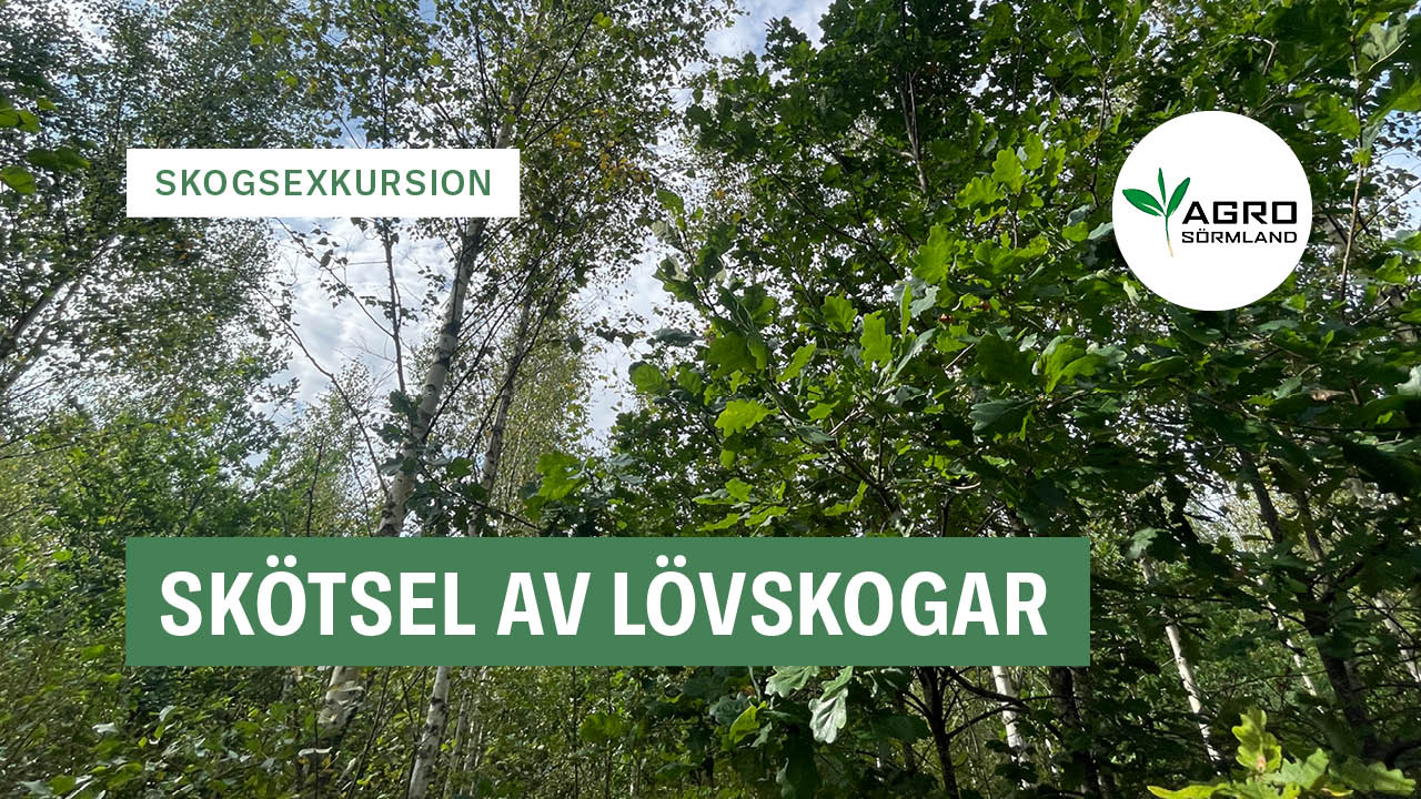 Skötsel av lövskogar
