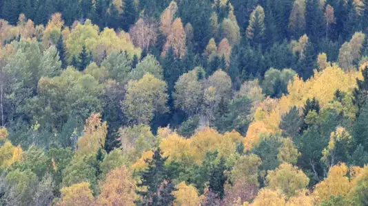 Fika efter information – Skogsstyrelsens uppdragstjänster