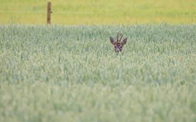 Föreläsningskvällar: Hur minskar vi viltskadorna på jordbruksgrödor?