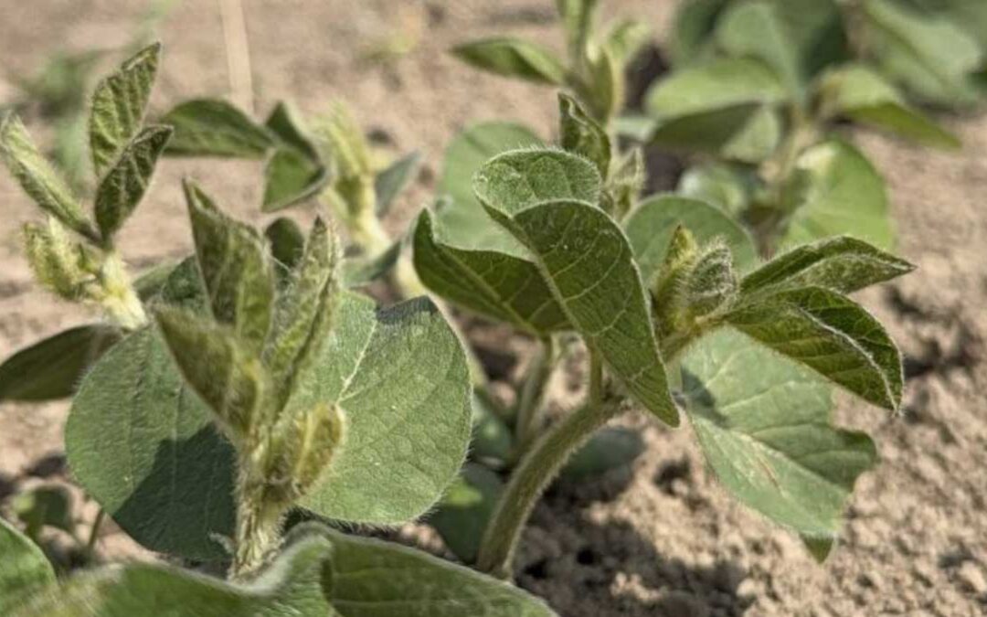 Storskalig svensk sojaodling