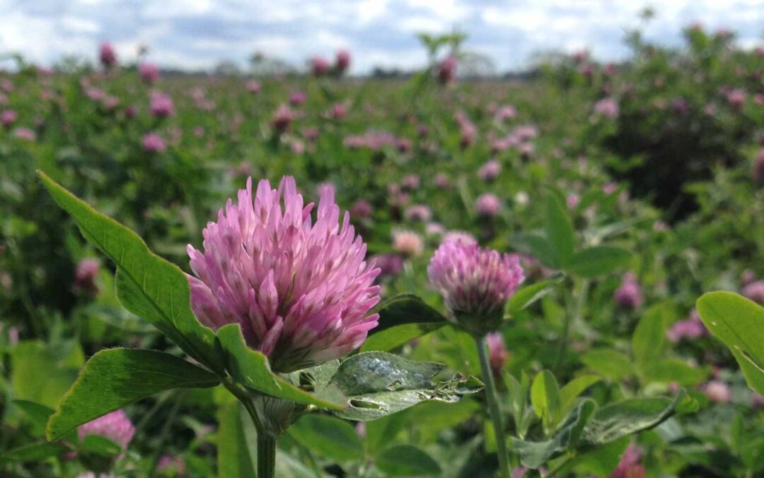 Gynna pollinatörer för högre skörd – vilka åtgärder funkar i vårt område