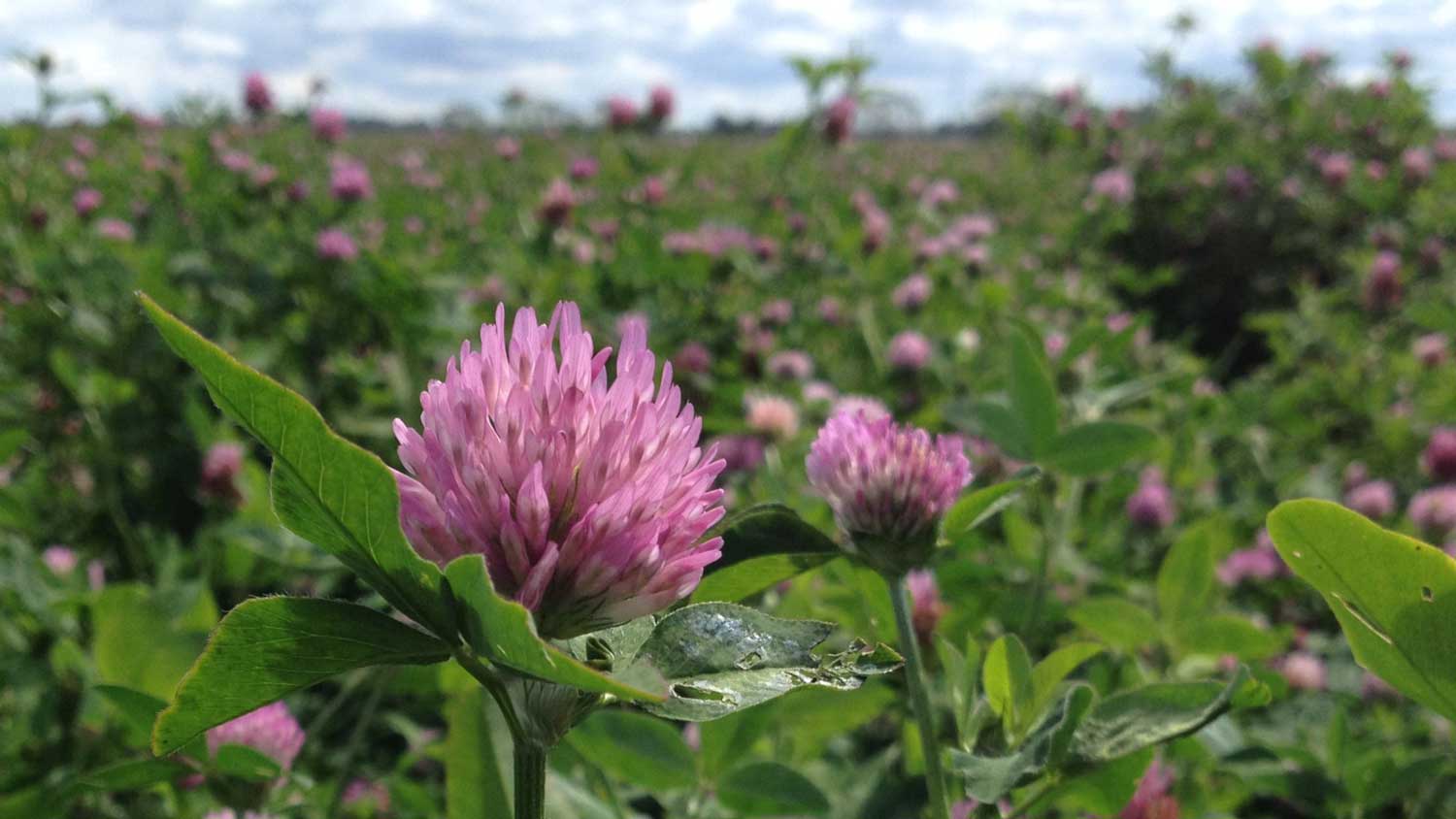 Gynna pollinatörer för högre skörd - vilka åtgärder funkar i vårt område