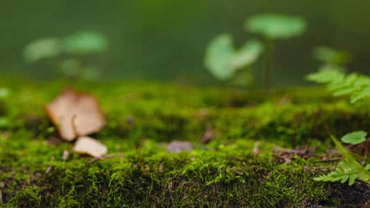 Tänk artskydd – Hänsynskrävande biotoper i ädellövskog