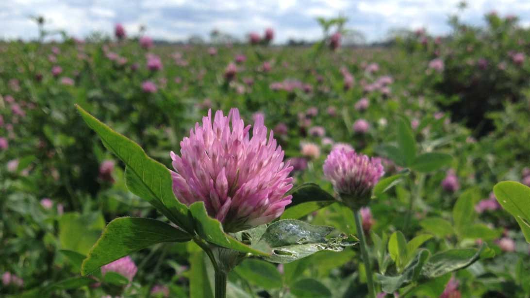 Gynna pollinatörer för högre skörd - vilka åtgärder funkar i vårt område?
