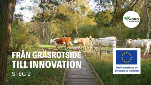 Från gräsrotside till innovation, steg 2