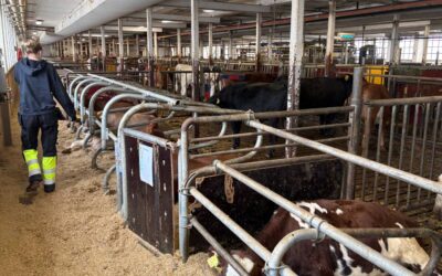 Besök på gårdstur på Ökna, filmar till TikTok