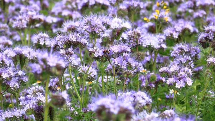 Greppa fång- och mellangrödor på riktigt!