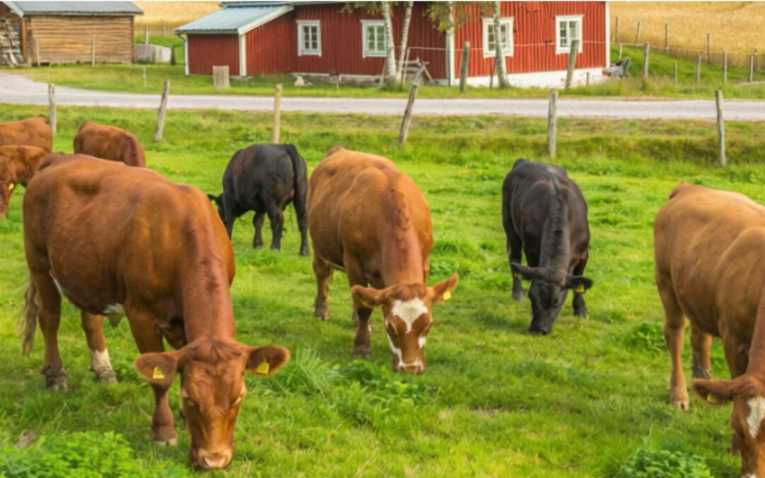 Fosforseparering från biogödsel